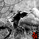 'I Saw a Cow Chained to a Fence': Surprisingly Grim Yelp Reviews of Pumpkin Patches
